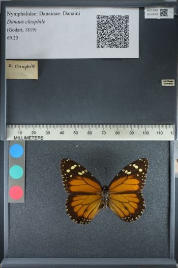 Media type: image;   Entomology 165353